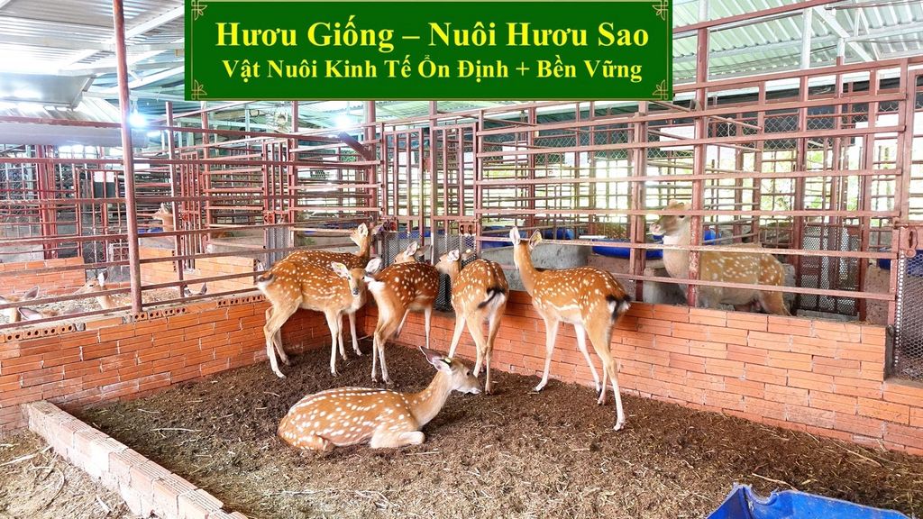 HƯƠU GIỐNG - NUÔI HƯƠU SAO VẬT NUÔI KINH TẾ ỔN ĐỊNH + BỀN VỮNG