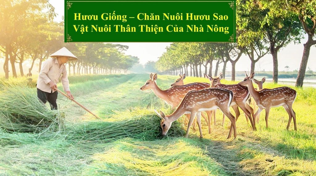 HƯƠU GIỐNG - CHĂN NUÔI HƯƠU SAO VẬT NUÔI THÂN THIỆN CỦA NHÀ NÔNG
