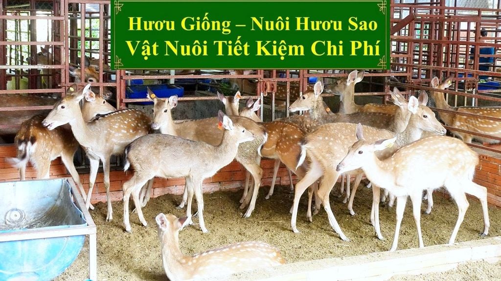 HƯƠU GIỐNG - NUÔI HƯƠU SAO VẬT NUÔI TIẾT KIỆM CHI PHÍ