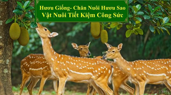 HƯƠU GIỐNG - CHĂN NUÔI HƯƠU SAO VẬT NUÔI TIẾT KIỆM CÔNG SỨC
