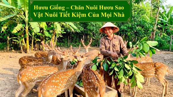 HƯƠU GIỐNG - CHĂN NUÔI HƯƠU SAO VẬT NUÔI TIẾT KIỆM CỦA MỌI NHÀ