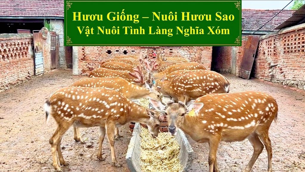 HƯƠU GIỐNG - NUÔI HƯƠU SAO VẬT NUÔI TÌNH LÀNG NGHĨA XÓM