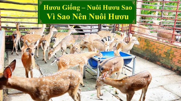 HƯƠU GIỐNG - NUÔI HƯƠU SAO VÌ SAO NÊN NUÔI HƯƠU
