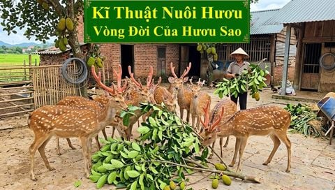 KĨ THUẬT NUÔI HƯƠU SAO - VÒNG ĐỜI CỦA HƯƠU SAO