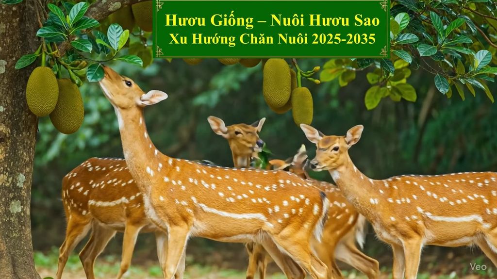 HƯƠU GIỐNG - NUÔI HƯƠU SAO XU HƯỚNG CHĂN NUÔI 2025-2035