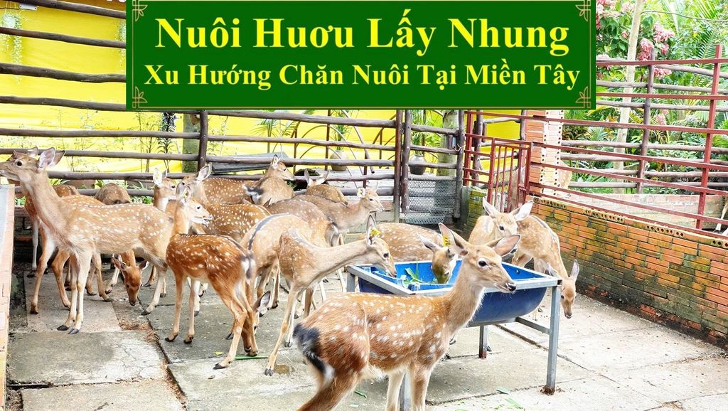 NUÔI HƯƠU LẤY NHUNG - XU HƯỚNG CHĂN NUÔI TẠI MIỀN TÂY