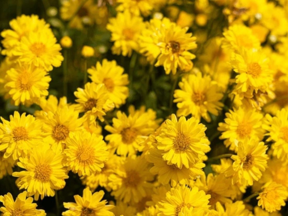 hoat-chat-flavonoid-trong-cuc-hoa-vang
