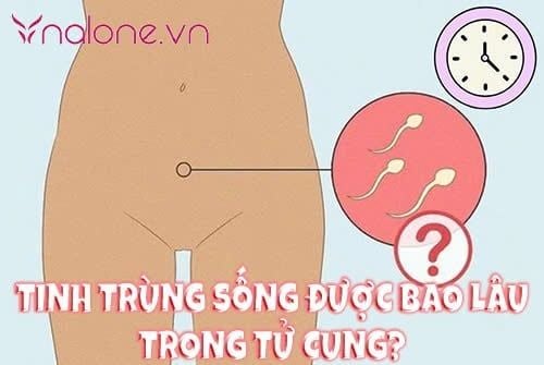 Tinh trùng sống được bao lâu trong tử cung sau xuất tinh?