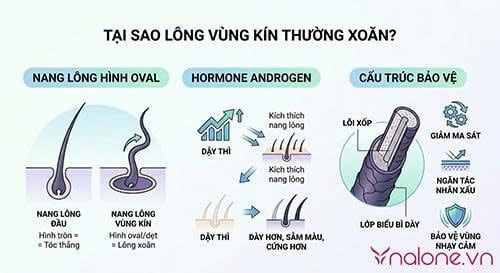 Lông vùng kín cứng và xoăn có sao không?