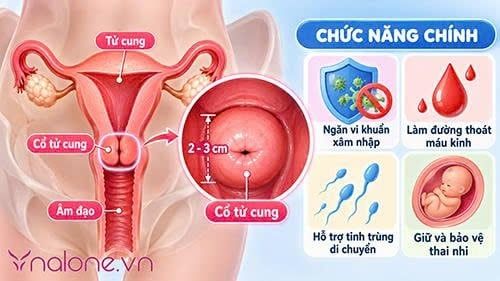 Khi quan hệ cổ tử cung có mở không?