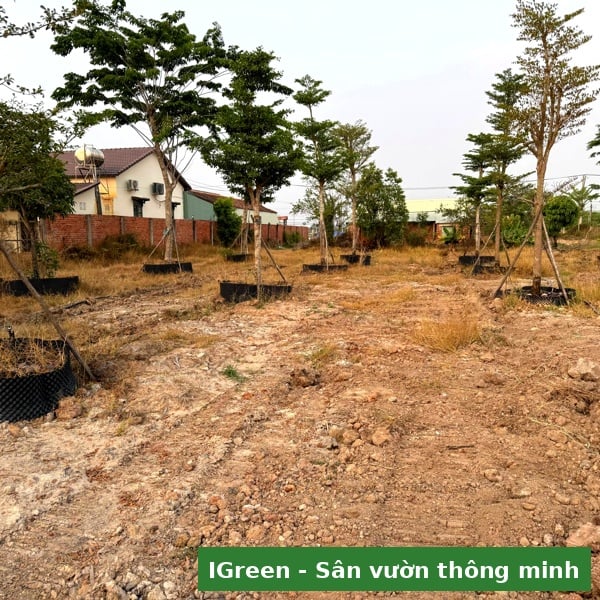 Hiện trạng khuôn viên khu nghỉ dưỡng mini 2ha Tây Ninh trước khi lắp hệ thống tưới tự động – IGreenDecor