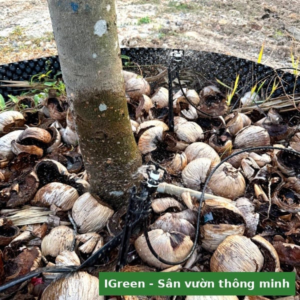 Khu vực cảnh quan bồn hoa lối đi cần phủ tưới khu nghỉ dưỡng Tây Ninh