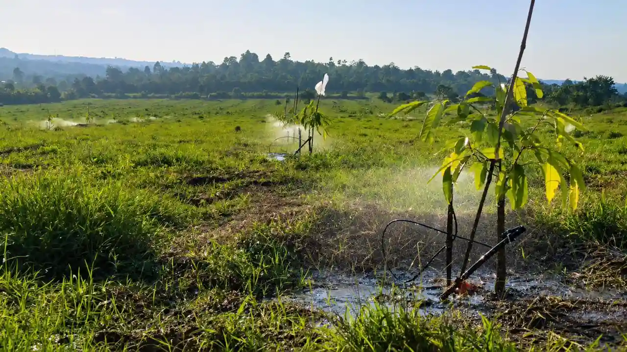 Vườn sầu riêng 40ha