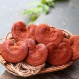 Nấm Linh Chi Đỏ – Thần dược tự nhiên bồi bổ cơ thể