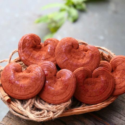Nấm Linh Chi Đỏ – Thần dược tự nhiên bồi bổ cơ thể