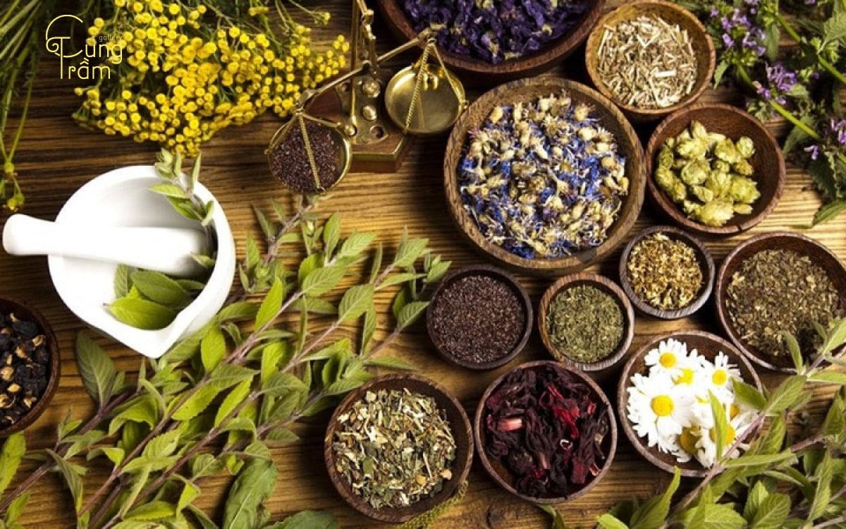 Top 25 các loại cây có thể làm trà tốt cho sức khoẻ