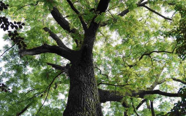 Cây đàn hương có tác dụng gì? 5 giá trị quý hiếm của gỗ đàn hương