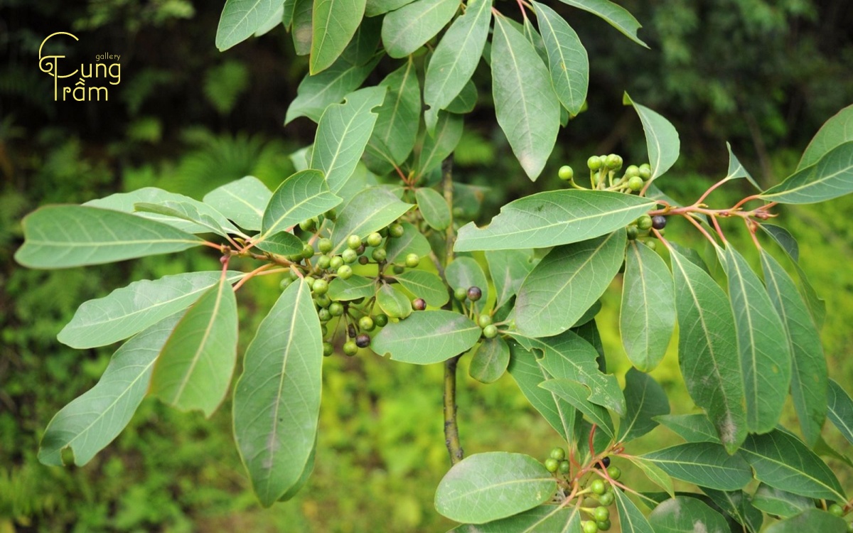 Cây bời lời làm nhang: Nguồn nguyên liệu tự nhiên được ưa chuộng nhất