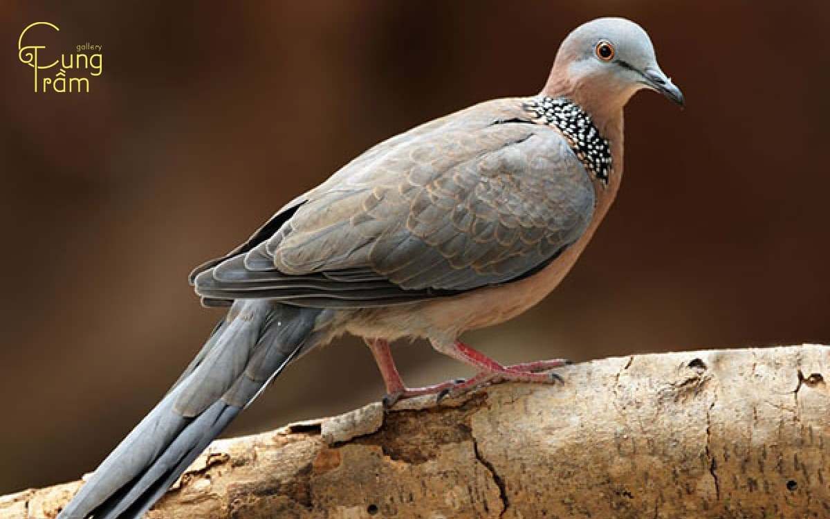 Chim cu gáy bay vào nhà có điềm gì? Điềm lành hay lời cảnh báo