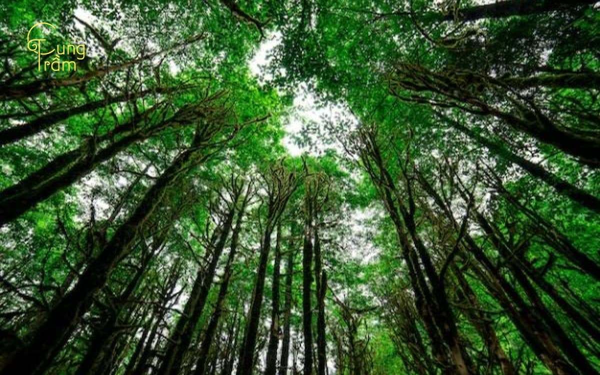 Gỗ Hoàng Dương là gỗ gì? Khám phá loại gỗ quý của giới điêu khắc