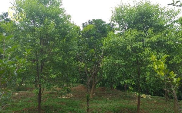 Gỗ đàn hương xanh hợp mệnh gì? Mẹo phong thủy giúp bạn thu hút năng lượng