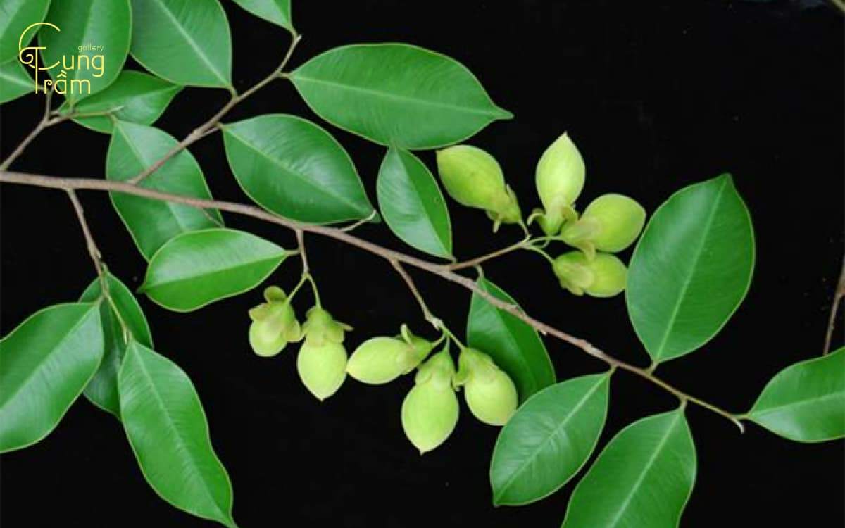 Lá cây Trầm hương như thế nào? Nhận diện lá trầm cùng những công dụng tuyệt vời