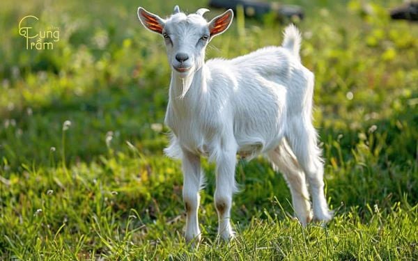 Mơ thấy dê là điềm gì? Giải mã tài lộc, may mắn và con số may mắn