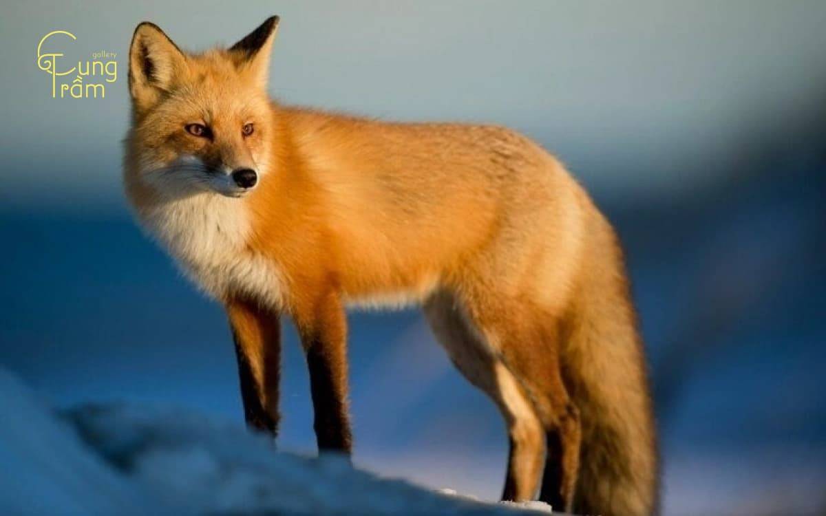 Nằm mơ thấy hồ ly là điềm gì? Giải mã ý nghĩa trong tâm linh và phong thủy