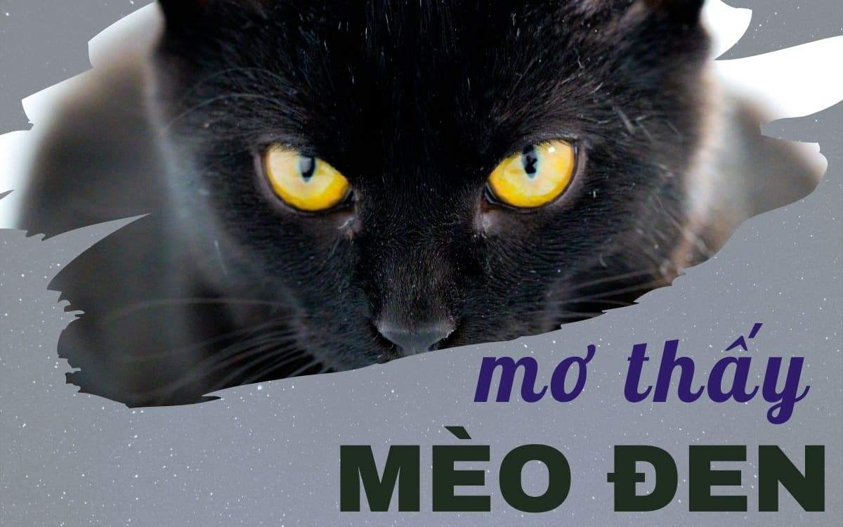 Nằm mơ thấy mèo đen là điềm báo gì? Ngụ ý vận may hay xui rủi?