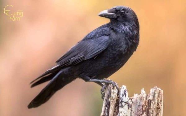 Mơ thấy Quạ là điềm gì? Giải mã giấc mơ thấy Quạ đen và con số may mắn