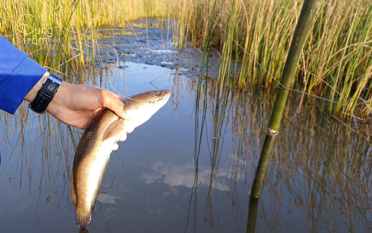 Nằm mơ thấy cá lóc là điềm gì? Giải đáp ý nghĩa từng trường hợp cụ thể