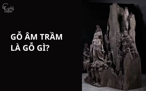 Gỗ Âm Trầm là gỗ gì? Đặc điểm, công dụng & mức giá tham khảo