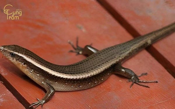 Rắn mối vào nhà là điềm gì? Góc nhìn đa chiều về tâm linh và phong thuỷ