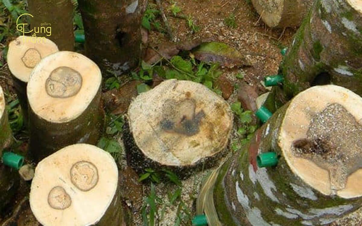 Số năm tích trầm hương nghĩa là gì? Yếu tố quyết định giá trị trầm hương