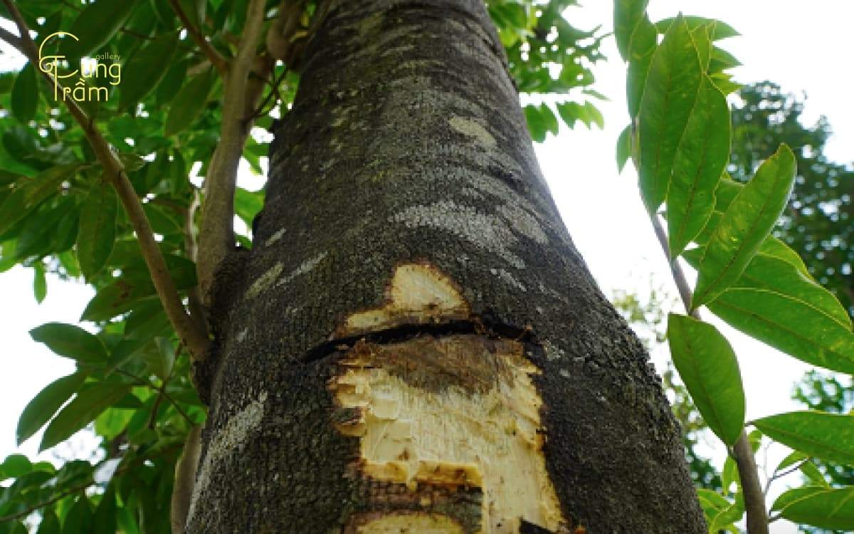 Trầm hương Ấn Độ: Khám phá nguồn gốc, Đặc điểm & giá trị tâm linh quý hiếm