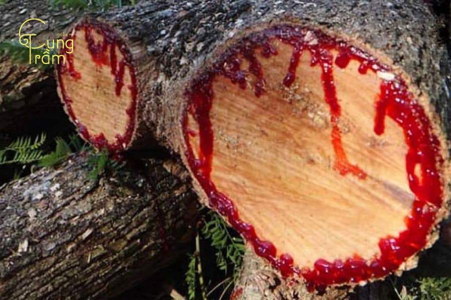 Vòng gỗ Huyết Long có tác dụng gì? Hợp mệnh gì & cách phân biệt