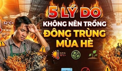 Top 5 Lý Do Không Nên Trồng Nấm Đông Trùng Hạ Thảo Mùa Hè