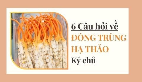 Đừng mua Đông Trùng Hạ Thảo ký chủ nếu chưa rõ 6 thắc mắc này!