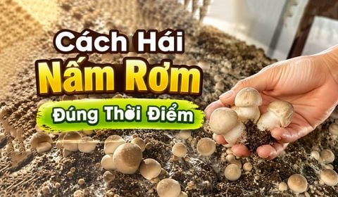 Trồng Nấm Rơm Năng Suất Cao, Phần 1: Chọn Đúng Thời Điểm Thu Hoạch