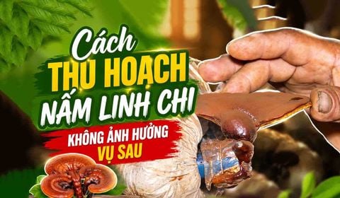 4 Dấu Hiệu 3 Bước Thu Hái Nấm Linh Chi Cho Quả Thể Đẹp, Được Giá