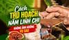 4 Dấu Hiệu 3 Bước Thu Hái Nấm Linh Chi Cho Quả Thể Đẹp, Được Giá