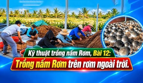 Trồng Nấm Rơm Năng Suất Cao, Bài 12: Trồng Nấm Rơm Trên Rơm Trong Nhà