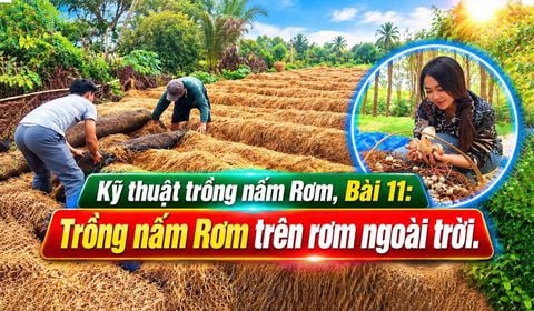 Trồng Nấm Rơm Năng Suất Cao, Bài 11: Trồng Nấm Rơm Trên Rơm Ngoài Trời