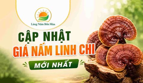Giá Nấm Linh Chi Mới Nhất - 100% Nấm Việt, Dược Tính Cao, Giá Tại Vườn