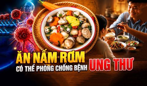 Nấm Rơm Và Ung Thư: Sự Thật Đằng Sau Các Nghiên Cứu Khoa Học