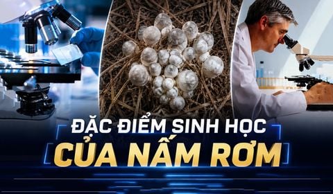 Nấm Rơm: Phân Loại Khoa Học Và Đặc Điểm Hình Thái Chi Tiết