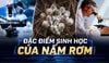 Nấm Rơm: Phân Loại Khoa Học Và Đặc Điểm Hình Thái Chi Tiết