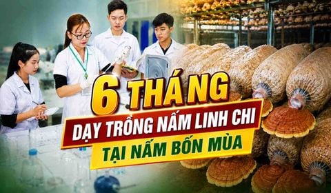 6 Tháng Dạy Trồng Nấm Linh Chi: Tài liệu nội bộ Nấm Bốn Mùa