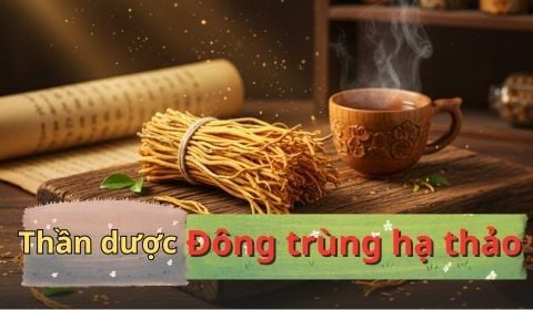 Nấm Đông Trùng Hạ Thảo – Liều Thuốc Tự Nhiên Mạnh Hơn Nhân Sâm