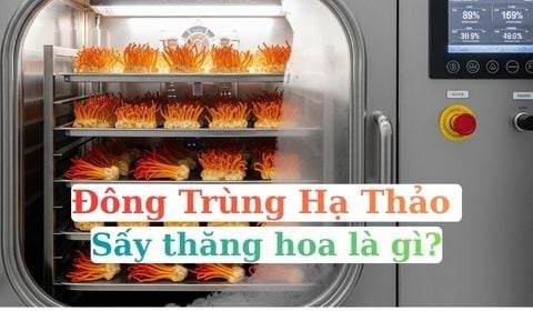 Nấm Đông Trùng Hạ Thảo: Khác Biệt Sấy Thăng Hoa Và Sấy Khô Thường